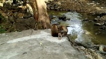 Monkey Mom Taking Care Of Her Child - Animal Planet - Nature Documentary HD