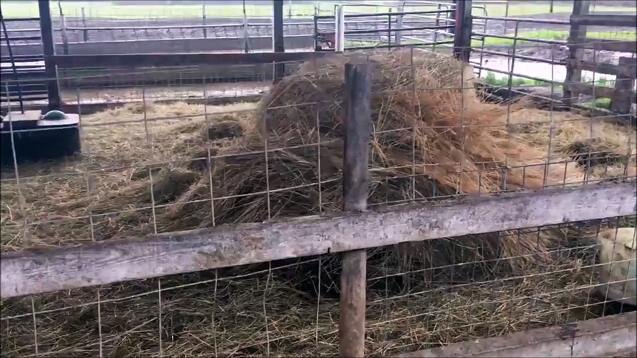 Debout les petits cochons... Mais ils sont combien la-dedans???