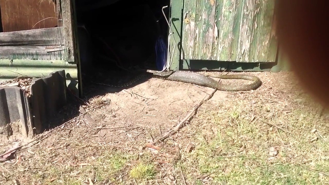 Ce serpent a le ventre bien gonfler... Et remplie de lapins