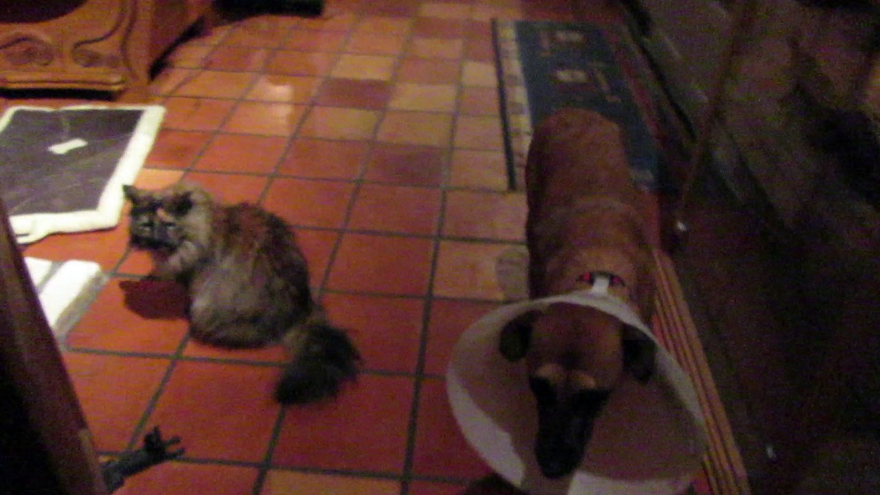 Babouche et Vanille (+ Kalya) - Début de jeux