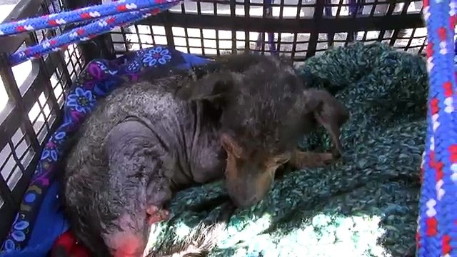 Ils trouvent un chiot torturé puis jeté dans un ravin. Mais regardez ce qu'il s'est passé ensuite