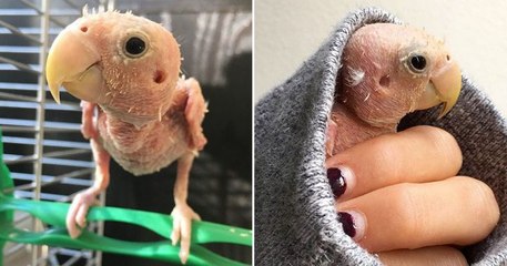 Rhea: Il pappagallo senza piume salvato e adottato,ora è una star di Instagram