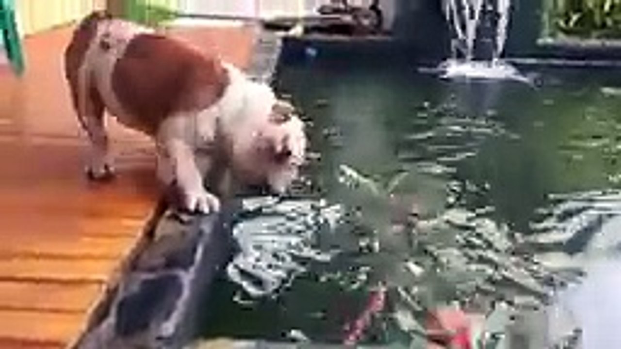 american bulldog attack fish so funny