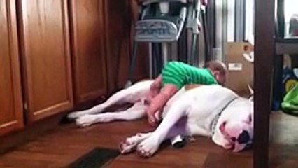 American bulldog vs baby