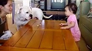 American Bulldog Vs. little girl (bulldog wins!)