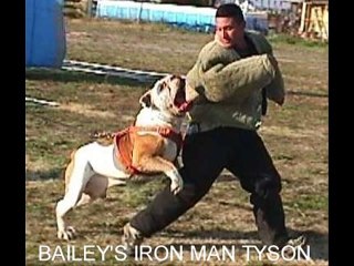 AMERICAN BULLDOGS ...THE REAL DEAL