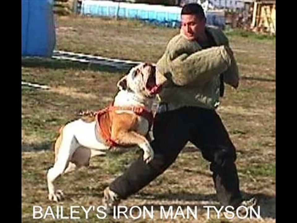 AMERICAN BULLDOGS ...THE REAL DEAL
