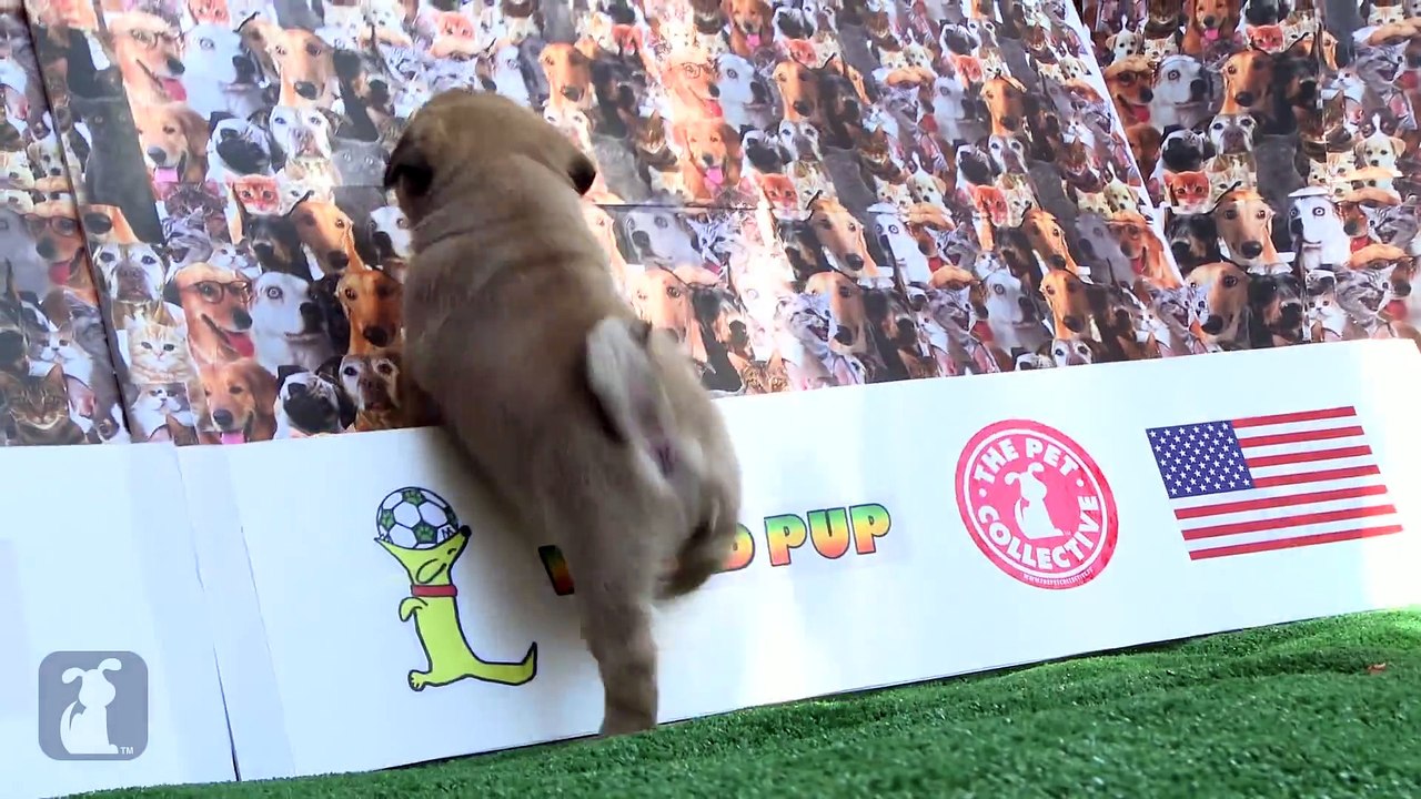 World Pup - Pug Puppies vs. Adorable Kittens