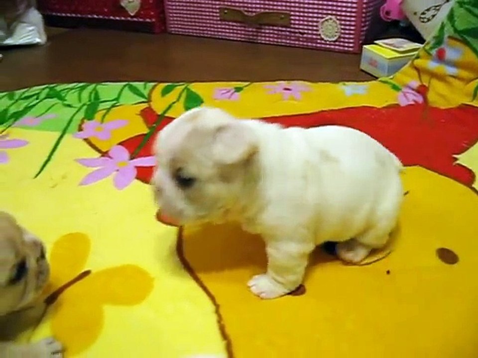☆French Bulldog フレンチブルドッグ「チャイ」と「よもぎ」☆