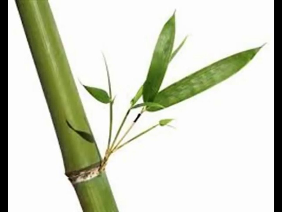 Bamboo - Ten Guitars