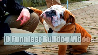10 Funniest Bulldog Videos