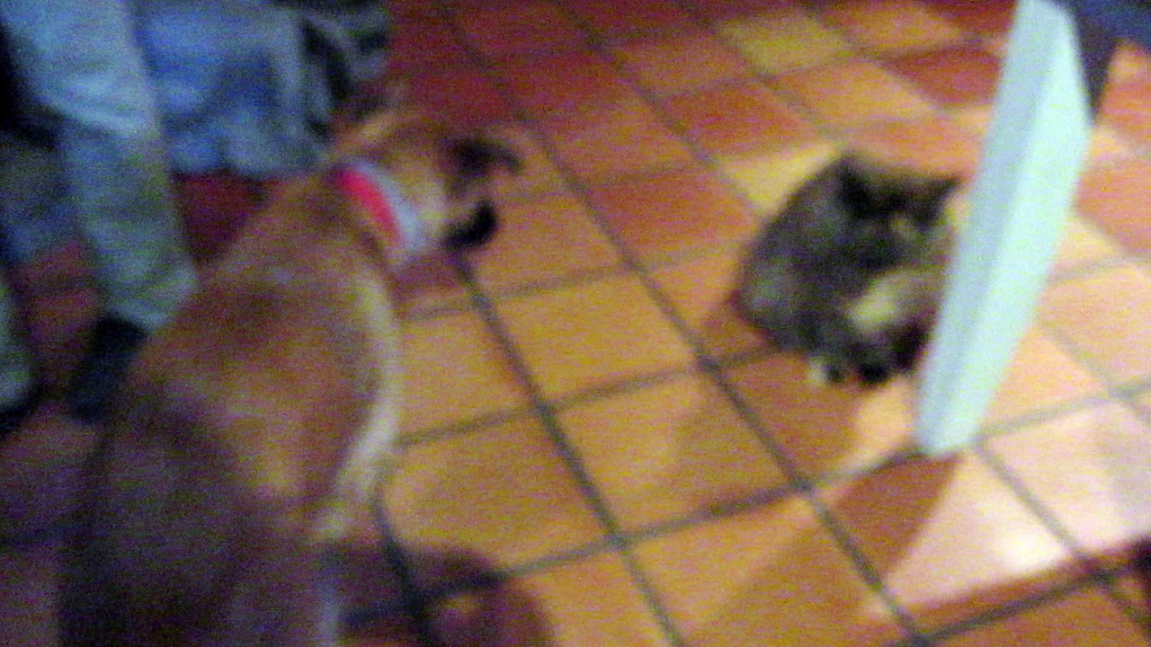 Vanille et les chats