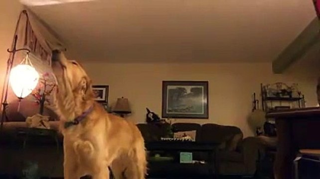 Ce chien hurle toujours sur la même musique classique d'Andrea Bocelli