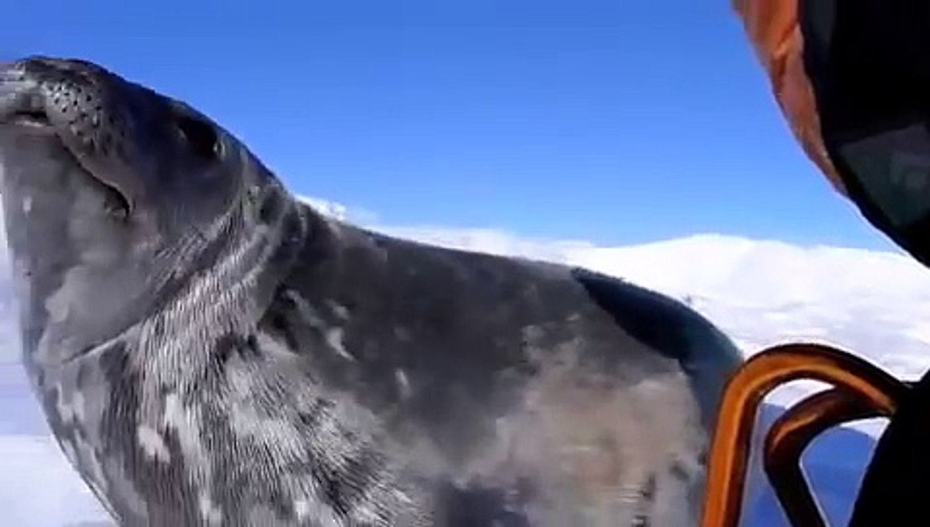 Ce Bebe Phoque Pleure Et Apprend A Nager Sous La Banquise Video Dailymotion