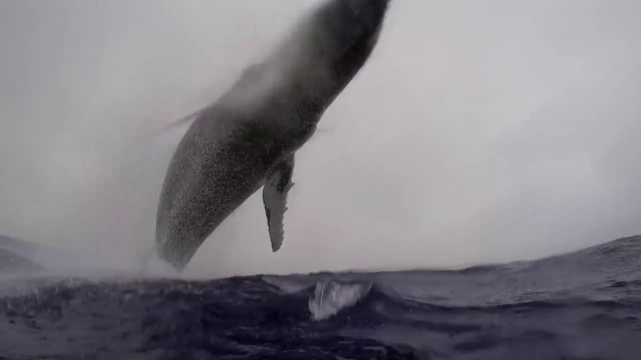 Saut hors de l'eau d'une baleine de 40 tonnes à quelques mètres d'un photographe