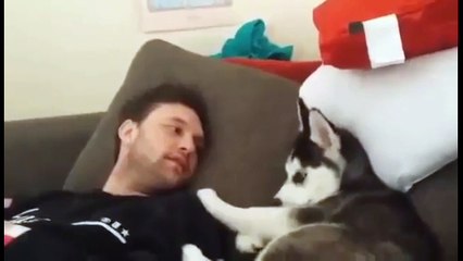 Разговорчивый щенок. Смешные приколы собаки