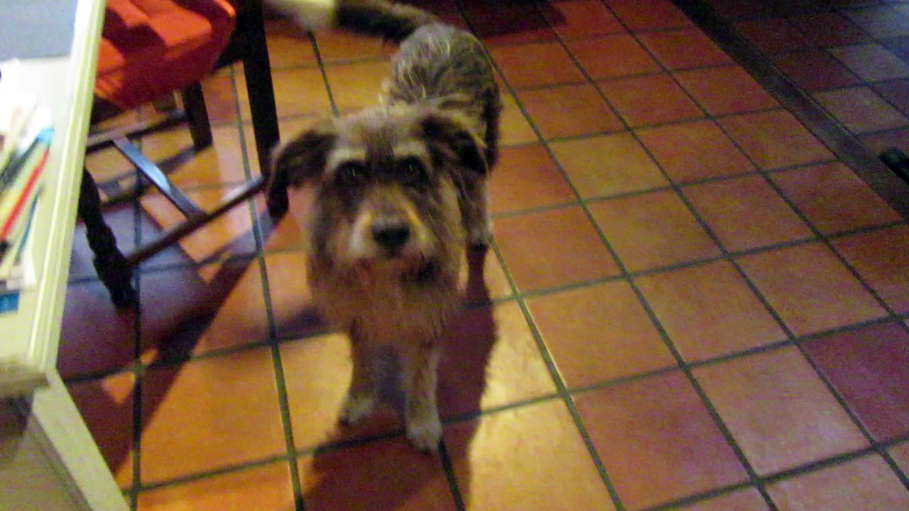 Babouche et les 3 chats