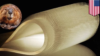 Hairy wetsuit! MIT develops beaver-inspired wetsuit