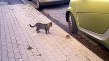 Том и Джери наоборот. Смешные приколы кошки крысы