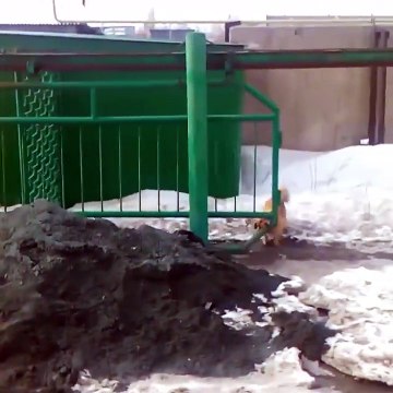 Руководитель ворот. Смешные приколы собаки