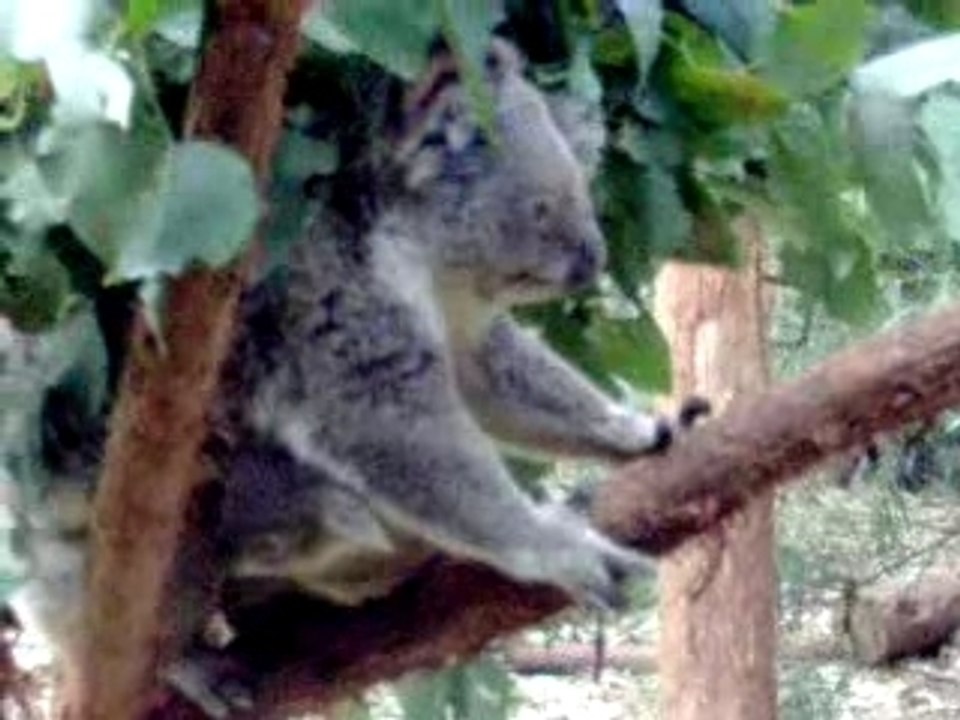 14 08 07 SWW Koala16 Video