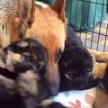 DOG GERMAN SHEPHERD - There's nothing like mother's love! - videoGR