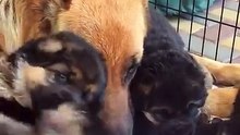 DOG GERMAN SHEPHERD - There's nothing like mother's love! - videoGR