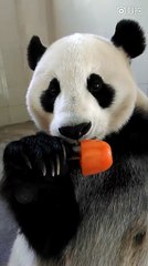 Panda Enjoying His Popsicle