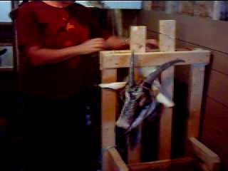 Vidéo de traite 004