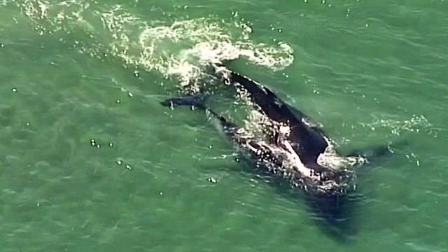 A whale calf helps its stranded mother free itself