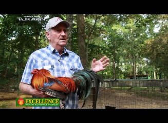 American Breeder 2015: Buddy Mann (part 1)