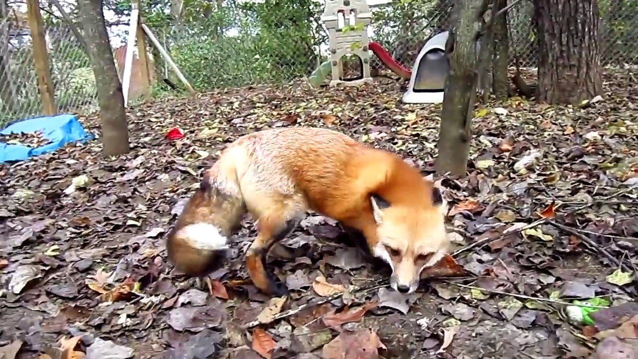 Ce Petit Renard Completement Fou Fou Est Trop Mignon Video Dailymotion