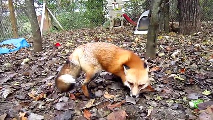 Ce petit renard complètement fou fou est trop mignon