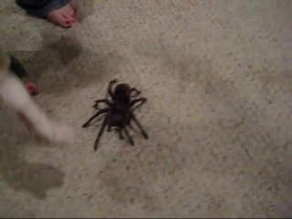 Cette araignée est tellement grosse qu'elle fait du bruit en marchant