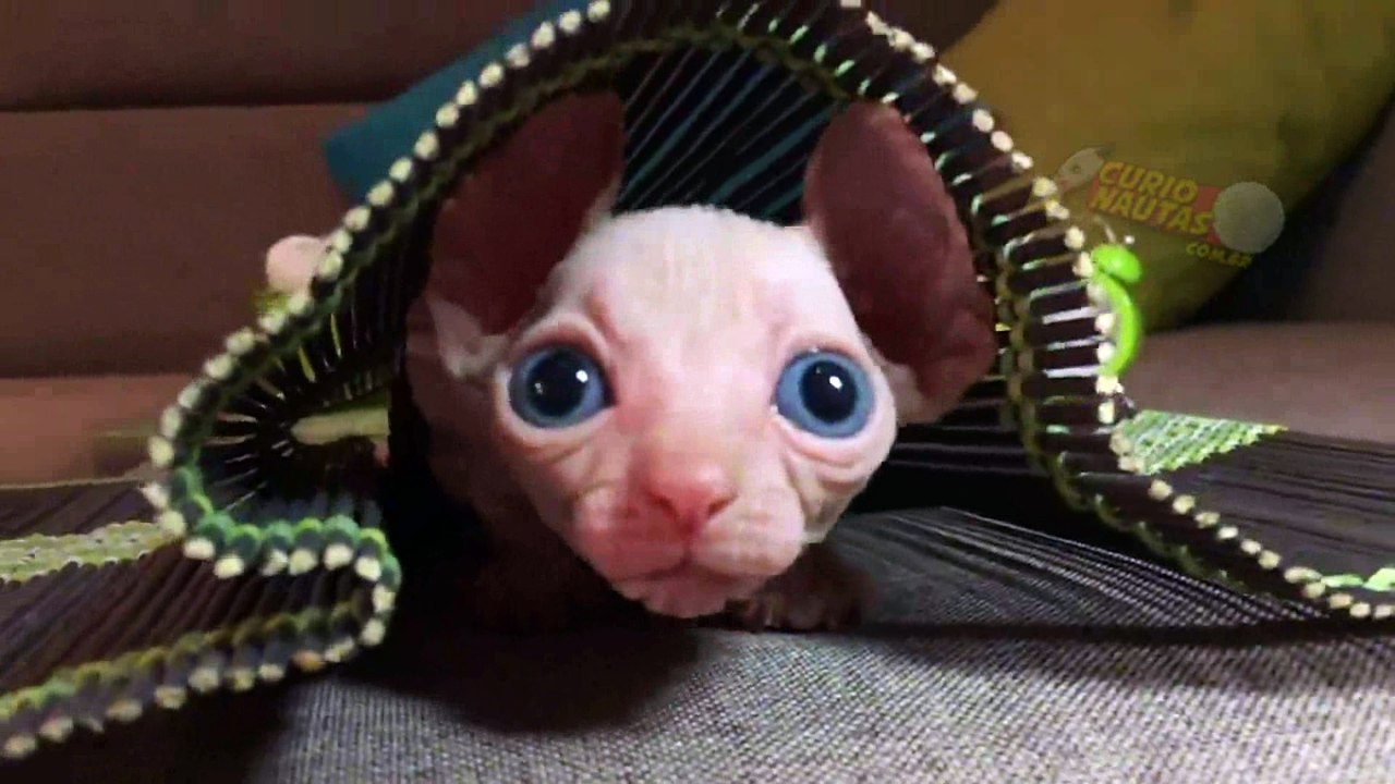 Sphynx =^.^=