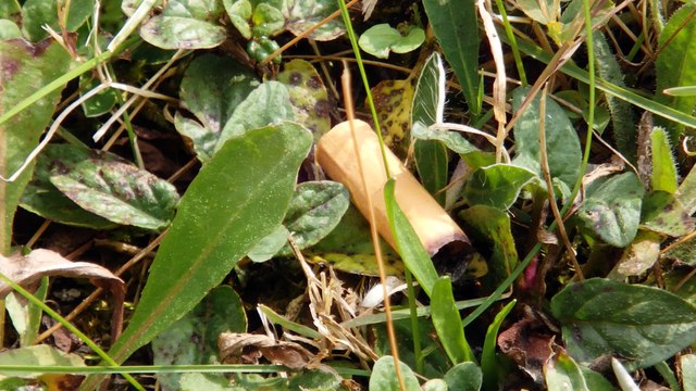 Mégots dans le parc