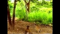 Compilation of funny monkey attacks. Fighting monkey tiger dog Hilarious