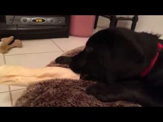 Bruce the Dog Eats a Comically-Large Bone
