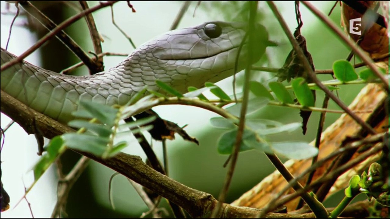 Le Baiser Mortel Du Serpent