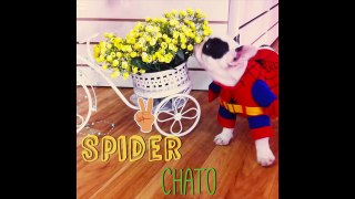 Mutant Giant Spider Dog Prank Part 2