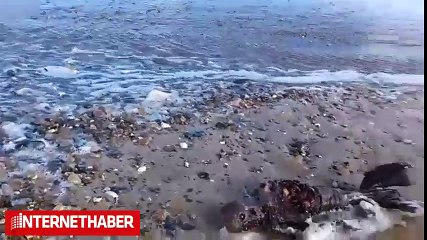 Sosyal medyayı sallayan denizkızı görüntüleri