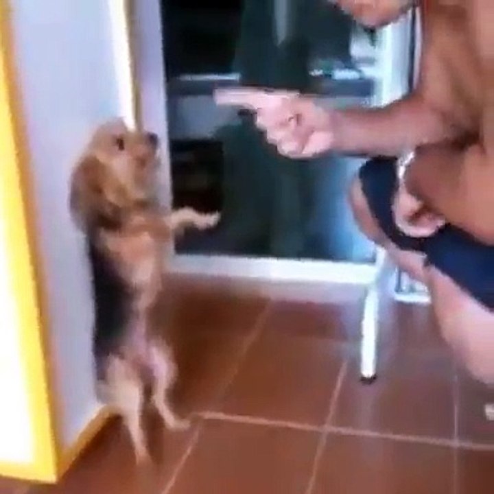 Meucãoidealoficial