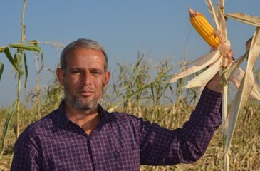 Mısırları Bir Gecede Kayboldu! Kimse Nedenini Açıklayamıyor
