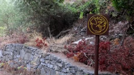 Milli Parktaki Domuzlar Turistlerin İlgi Odağı Oldu