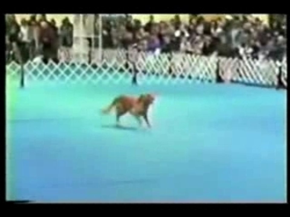 Obéissance Rythmée : Carolyn & Rookie, Choré n°3