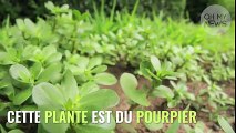Cette plante s'appelle le Pourpier, elle est riche en vitamines et minéraux