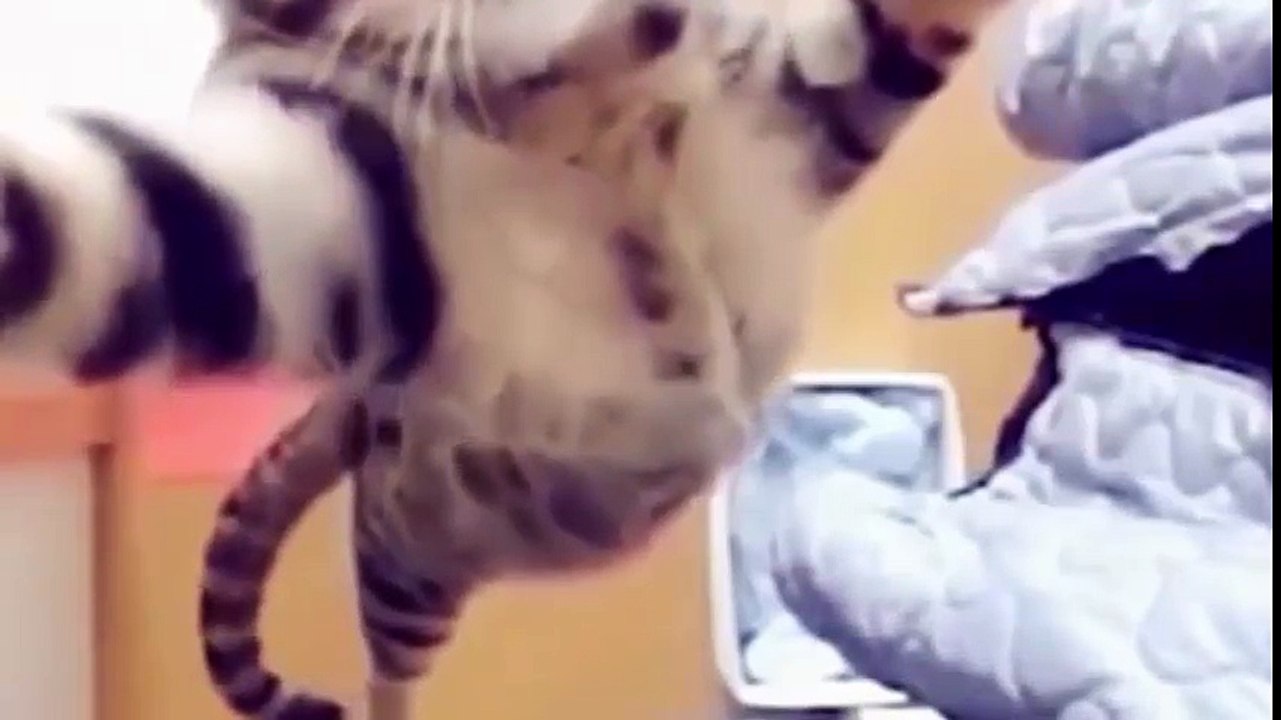 Funny Cats Compilation