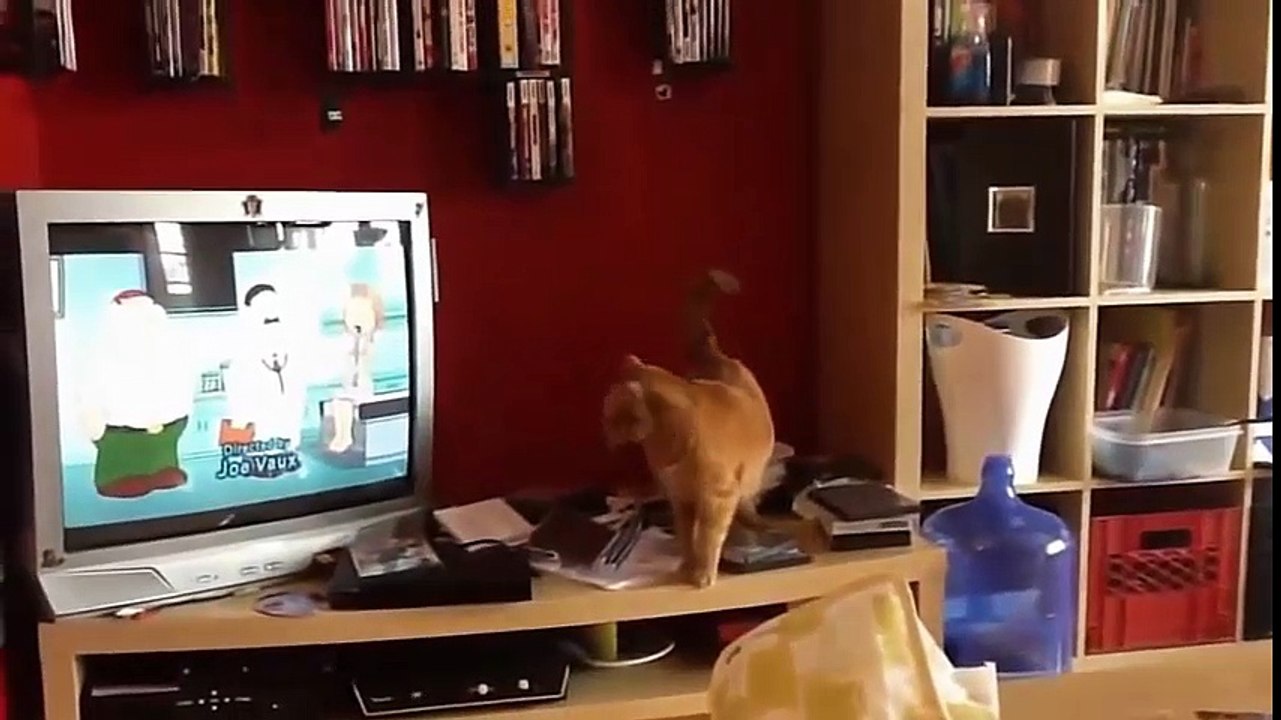 Funny Cats Compilation2