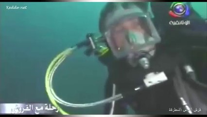 قرش المطرقه