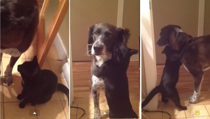 Il cane torna a casa e viene “aggredito” dal gatto: Il motivo è dolcissimo